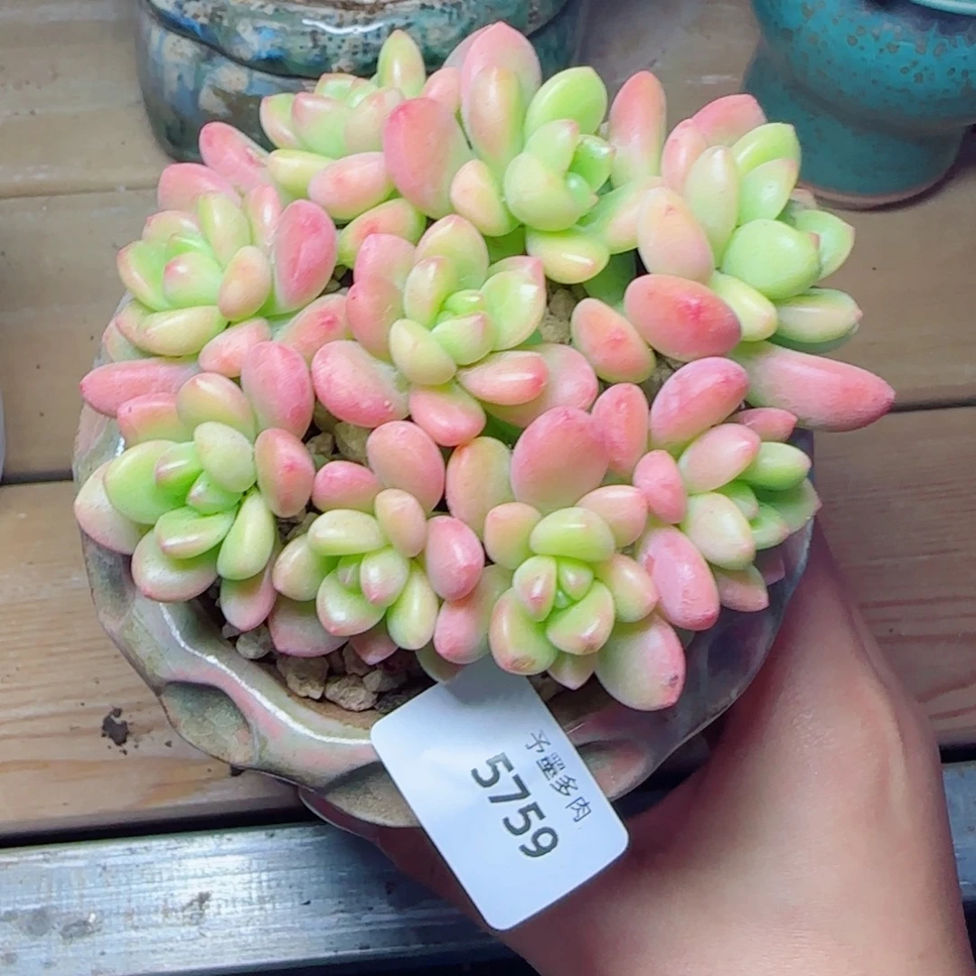 香格里拉，5759多肉植物