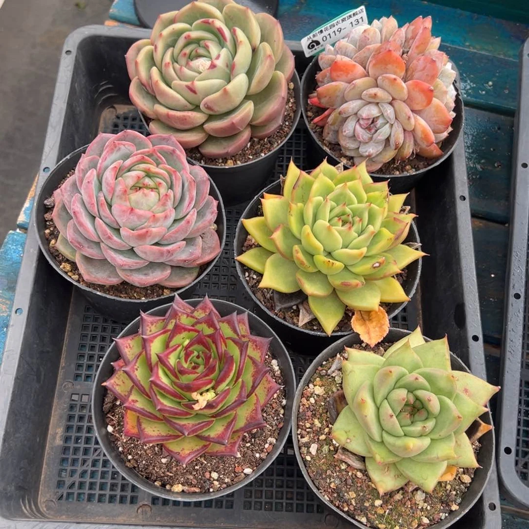 从前慢多肉精选编号0119.131