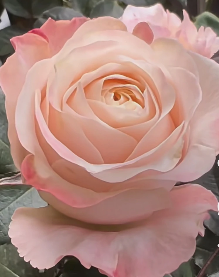 新品根接切花 暖心奶油酥 多季开花