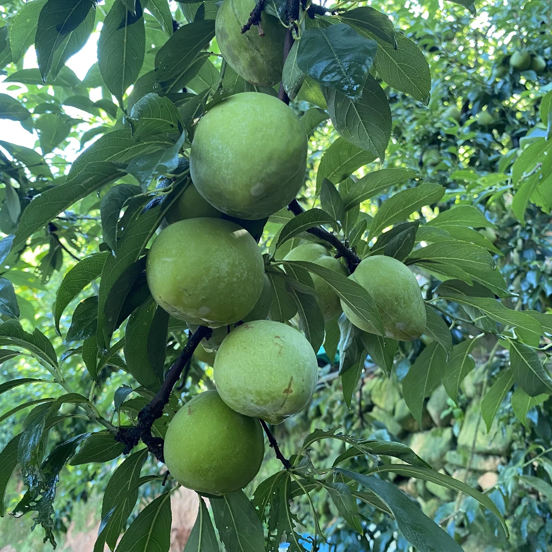 古田油奈树上自然熟应季水果【顺丰速运】
