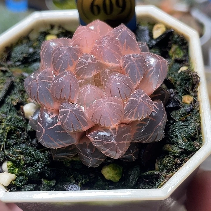 609完美糊斑绯桃锦亚成株