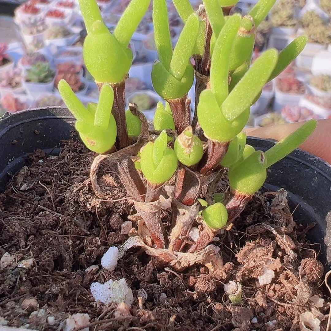 兔子枝干8头起多肉