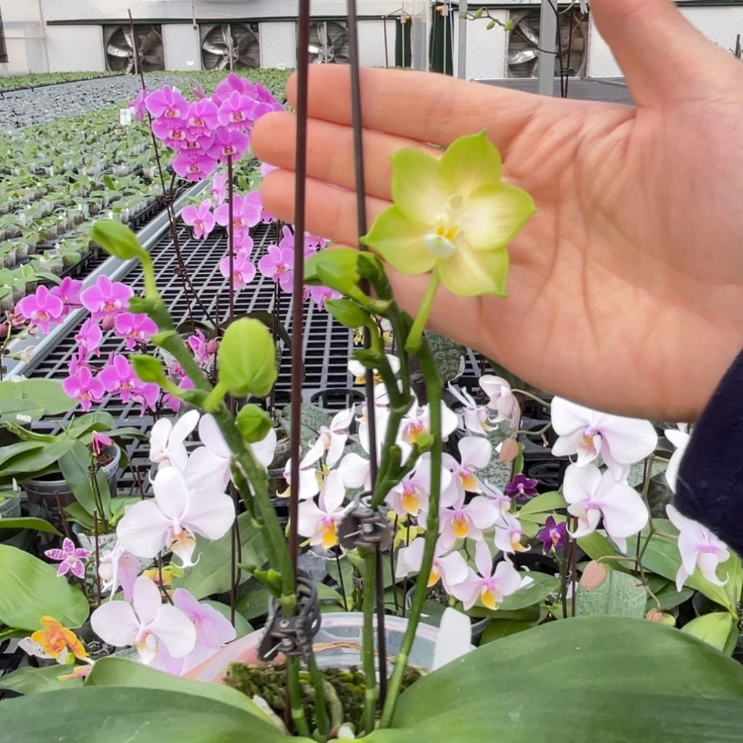 大部分花苞少量开放编号857雅风长青