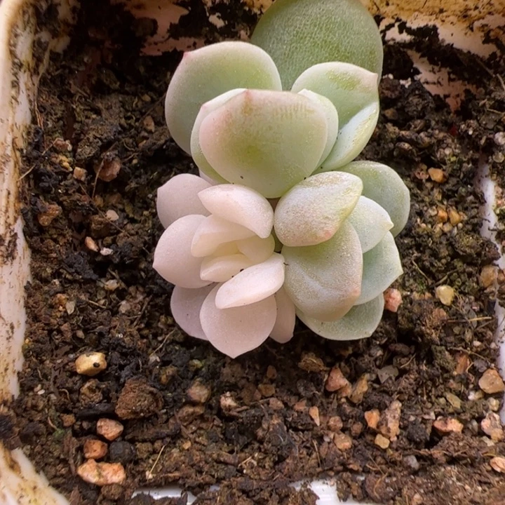 冰玉锦，一物一拍，精品糖心