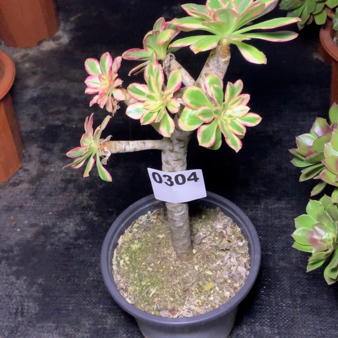 v锦304法师多肉植物3500000