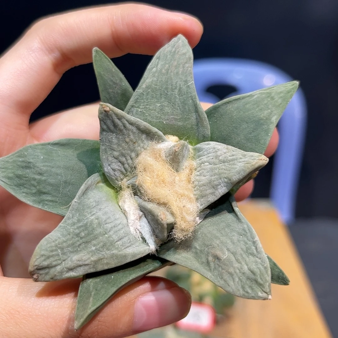 16号8.5cm实生蓝白姬牛舌玉牡丹