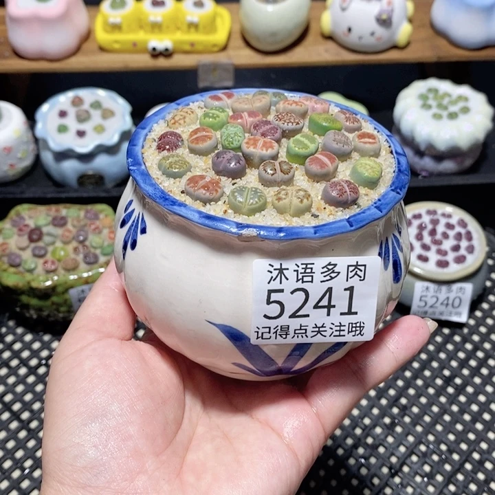 带盆土植物 一物一拍5241盆微瑕