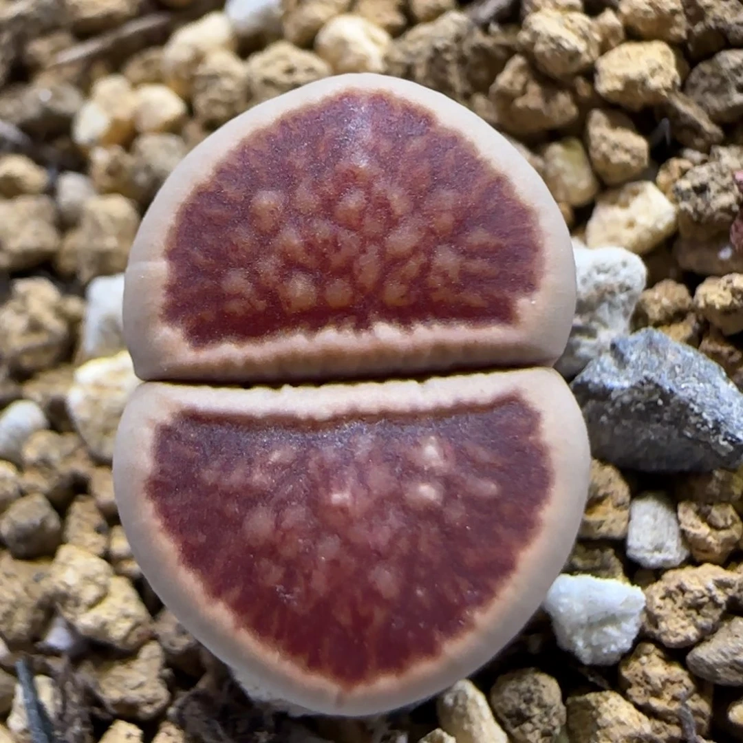 12.30。红窗菊福利。 5016