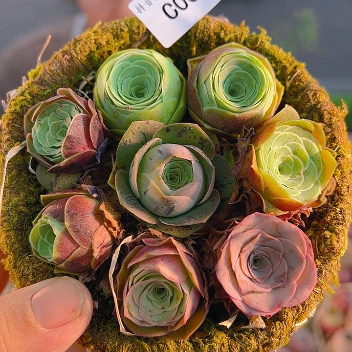 C002。 玫瑰混花篮。 福利。