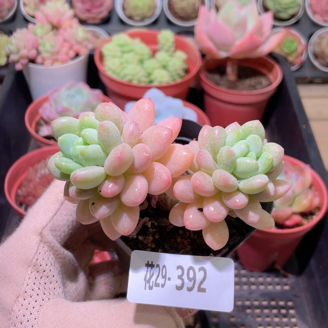 花利美29-392洛可可