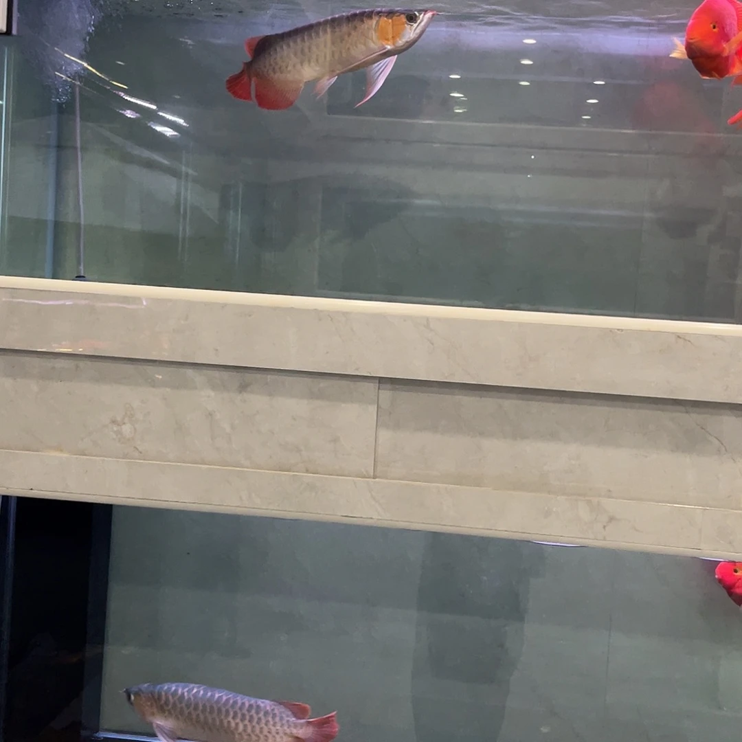 超***y海水鱼龙鱼——45cm