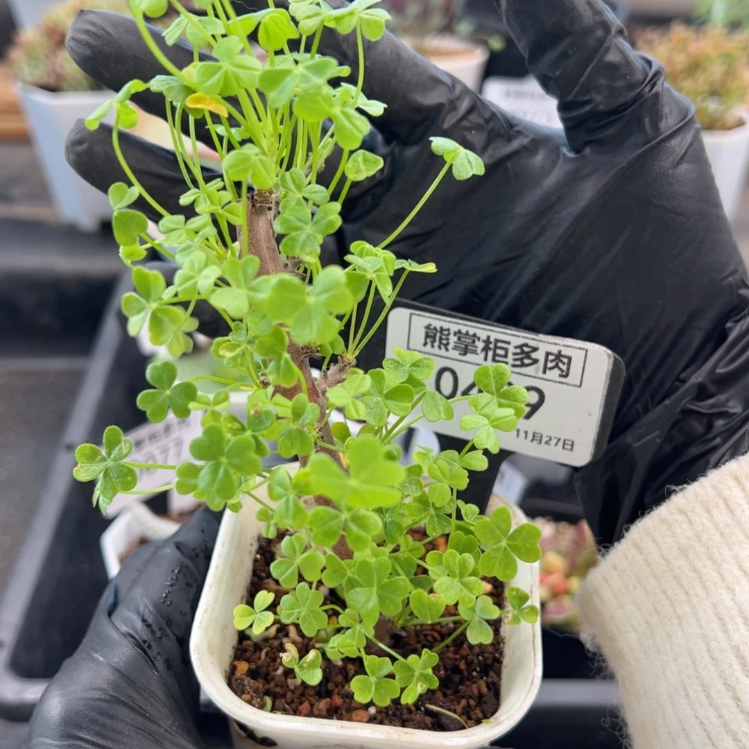 旺***贝0489-巨人酢浆草带盆土