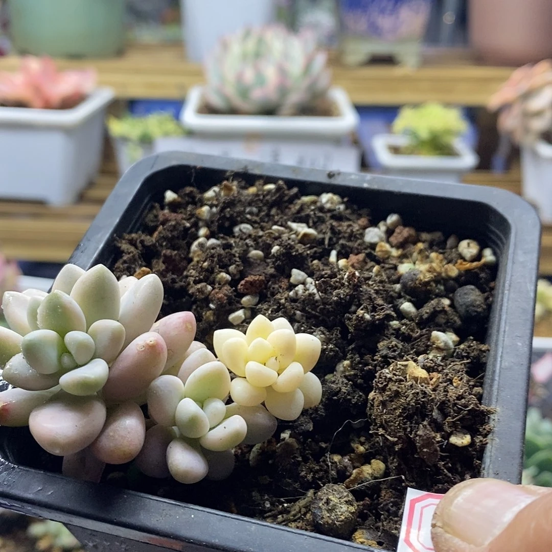 2795 艾伦锦有砍