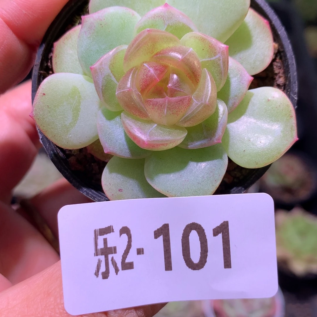 乐然 2-101 珍妮单头