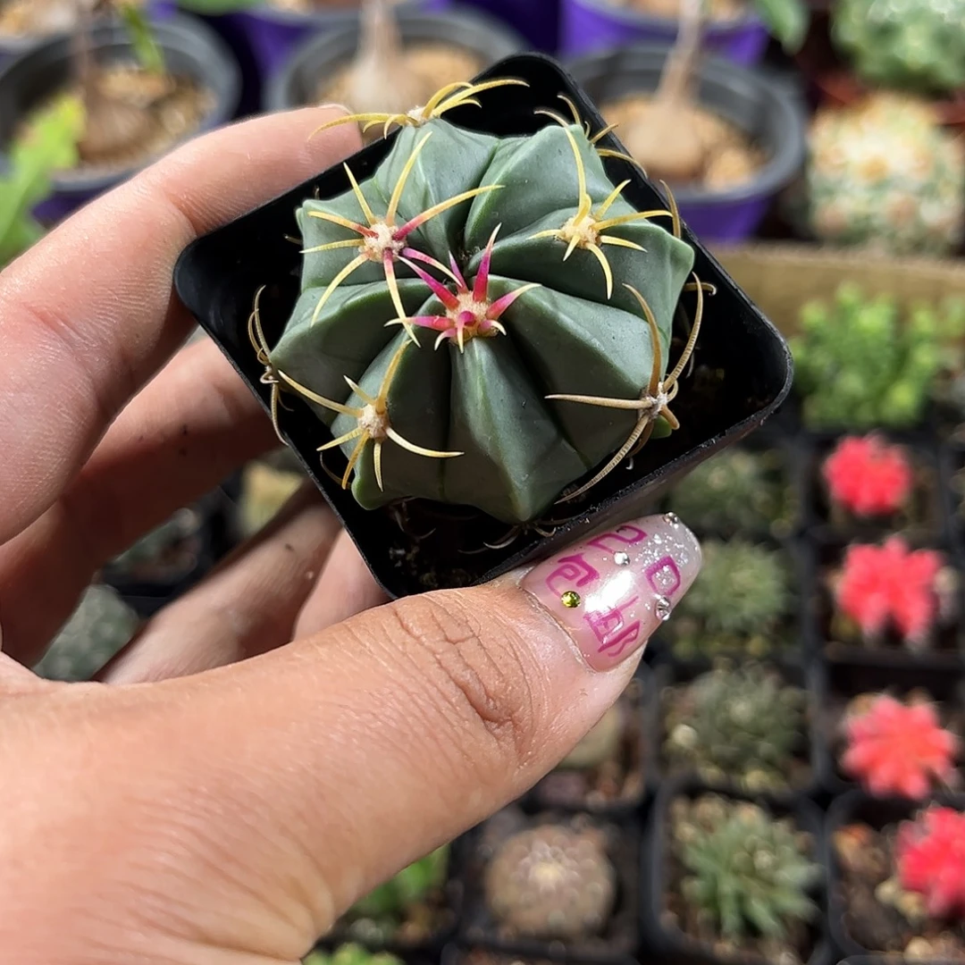 赤诚单头发货单头