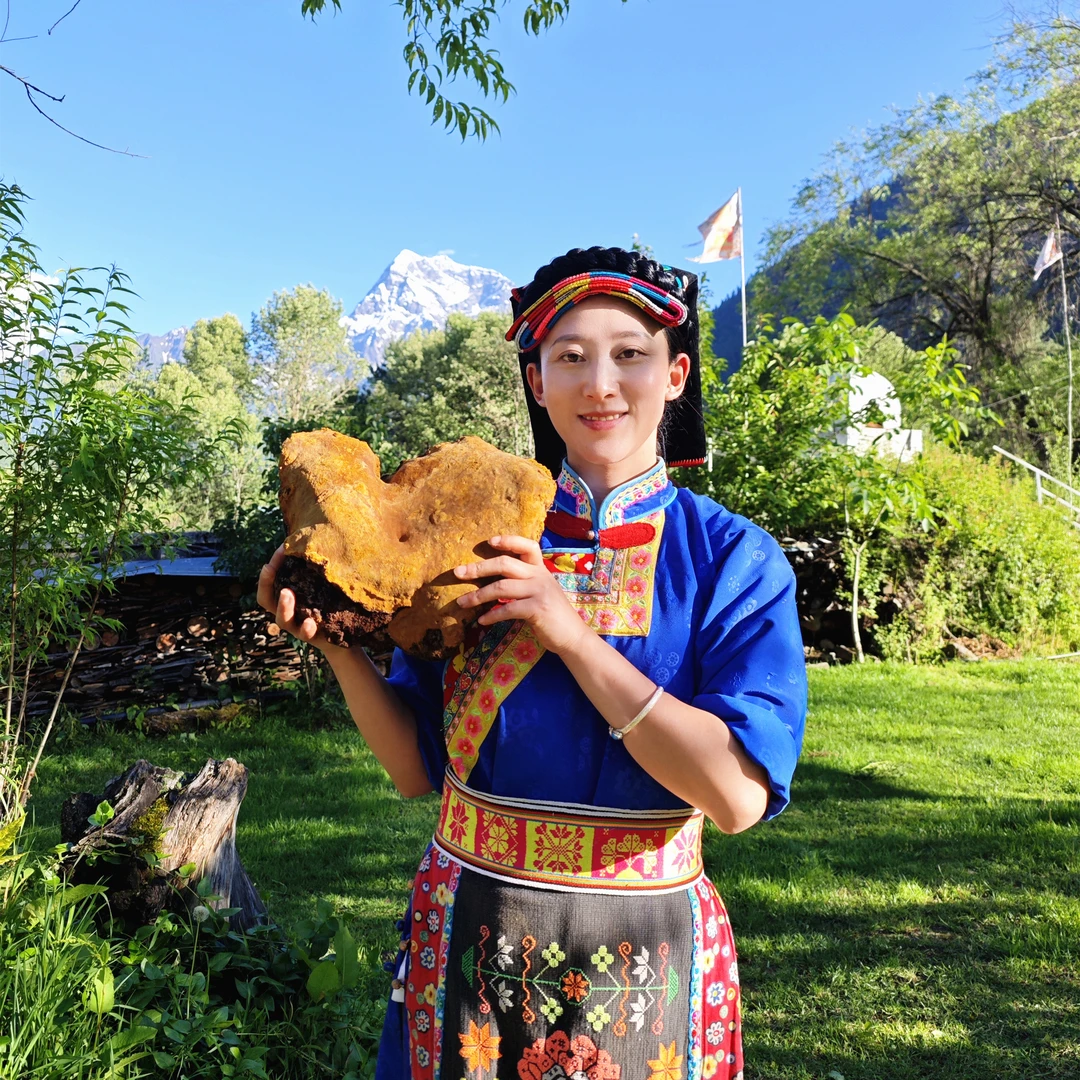 【100-150年份】西藏墨脱桑树桑黄 老块现切