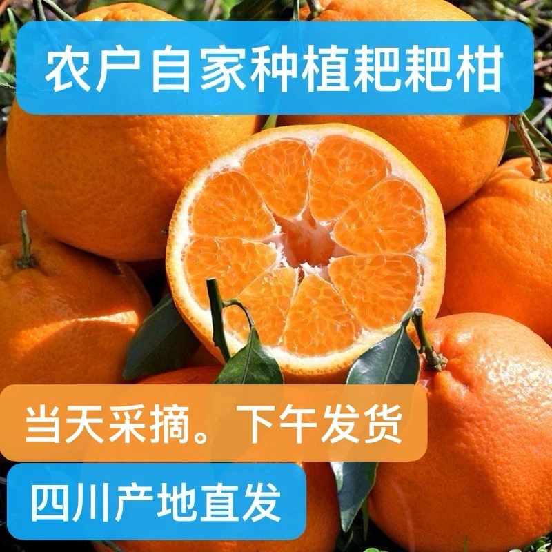四川春见耙耙柑水果新鲜应季橘子薄皮桔子柑橘柑桔当季丑橘孕妇
