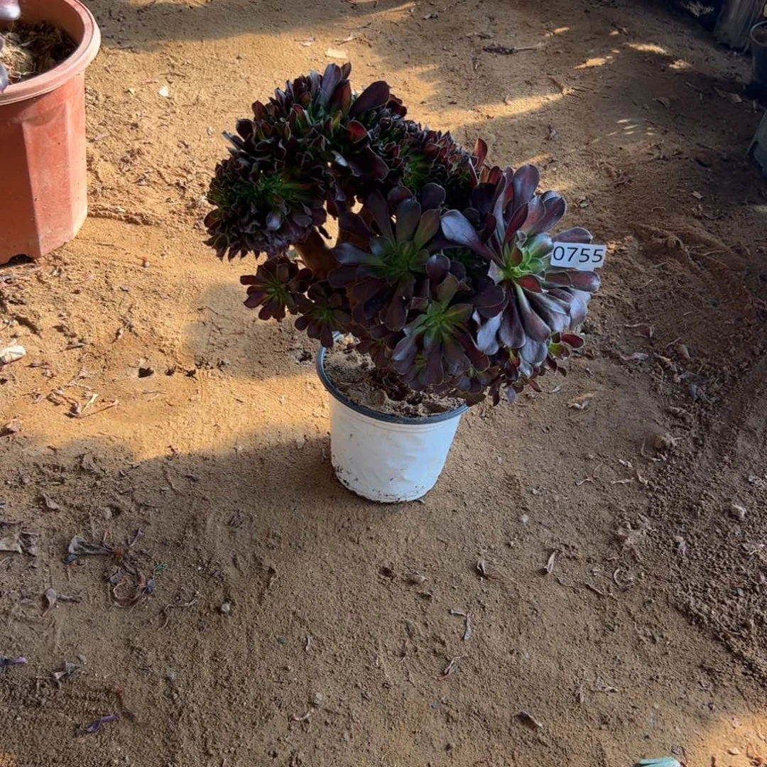 花纳755冠服30厘米