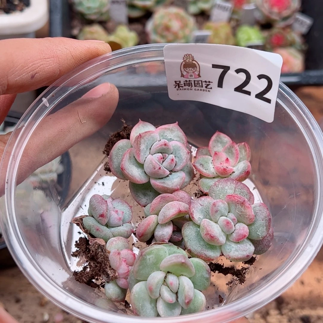 多肉植物多肉植物