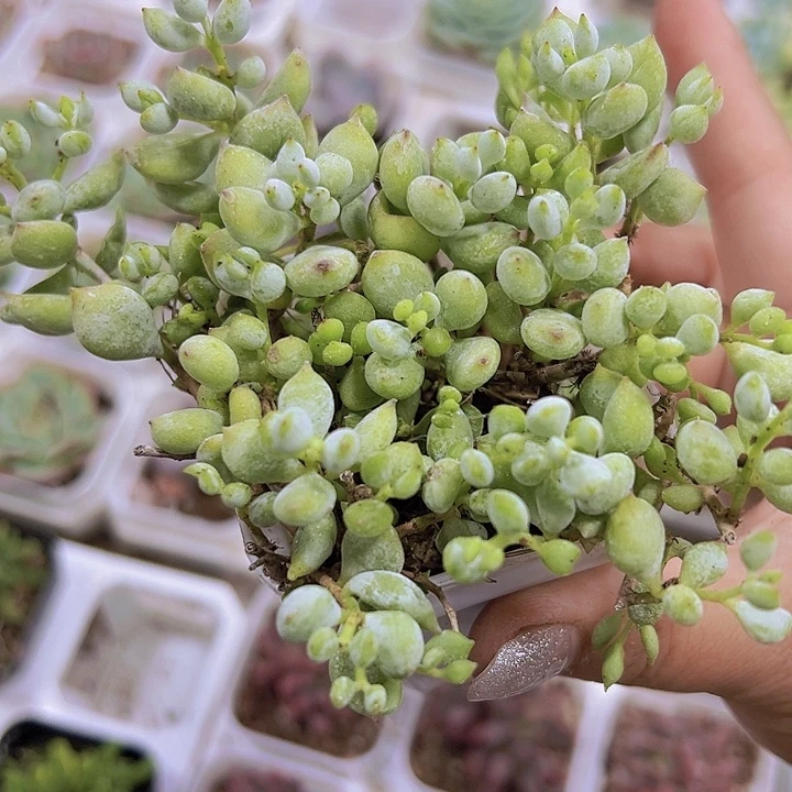 达摩19包邮多肉植物