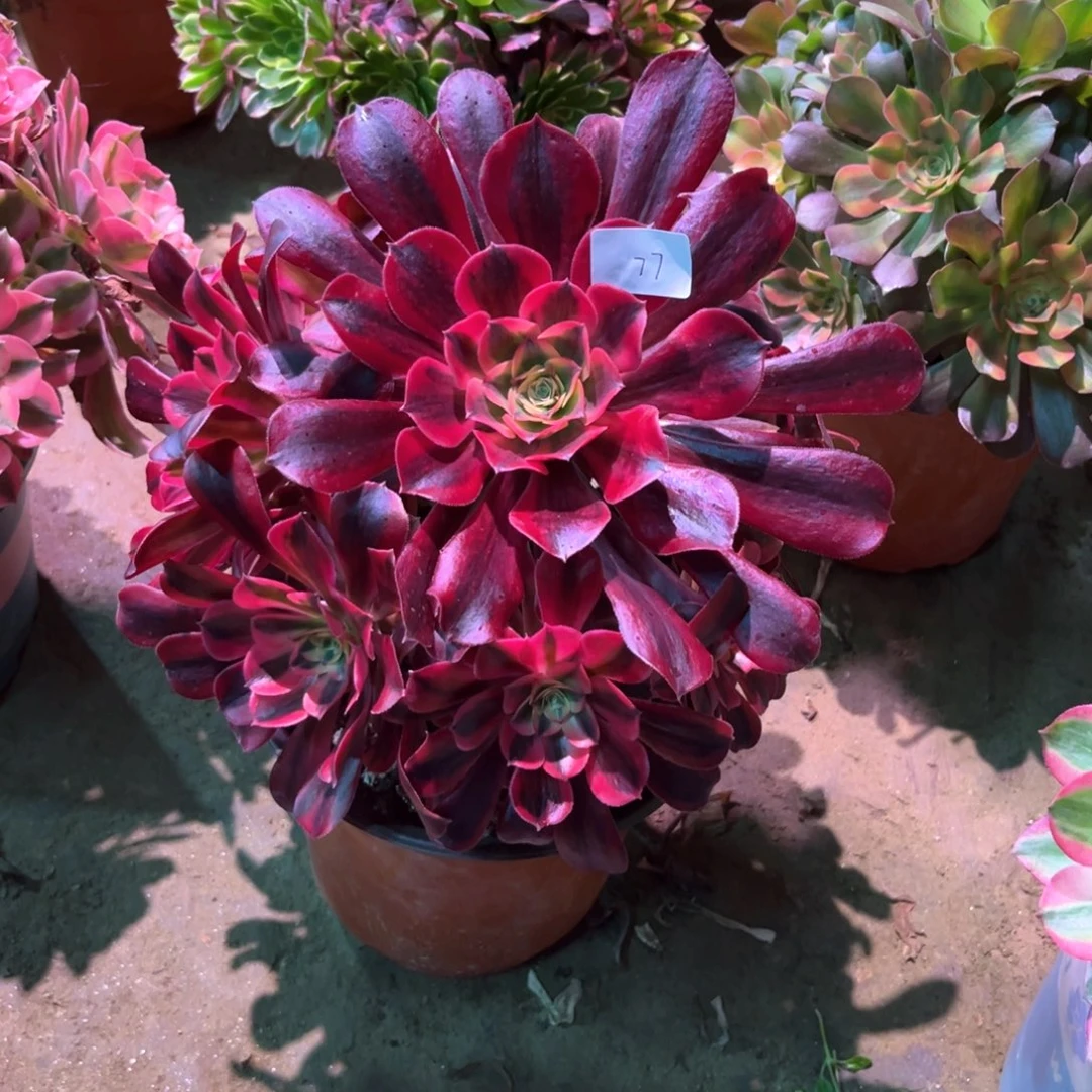 多肉植物美杜莎077