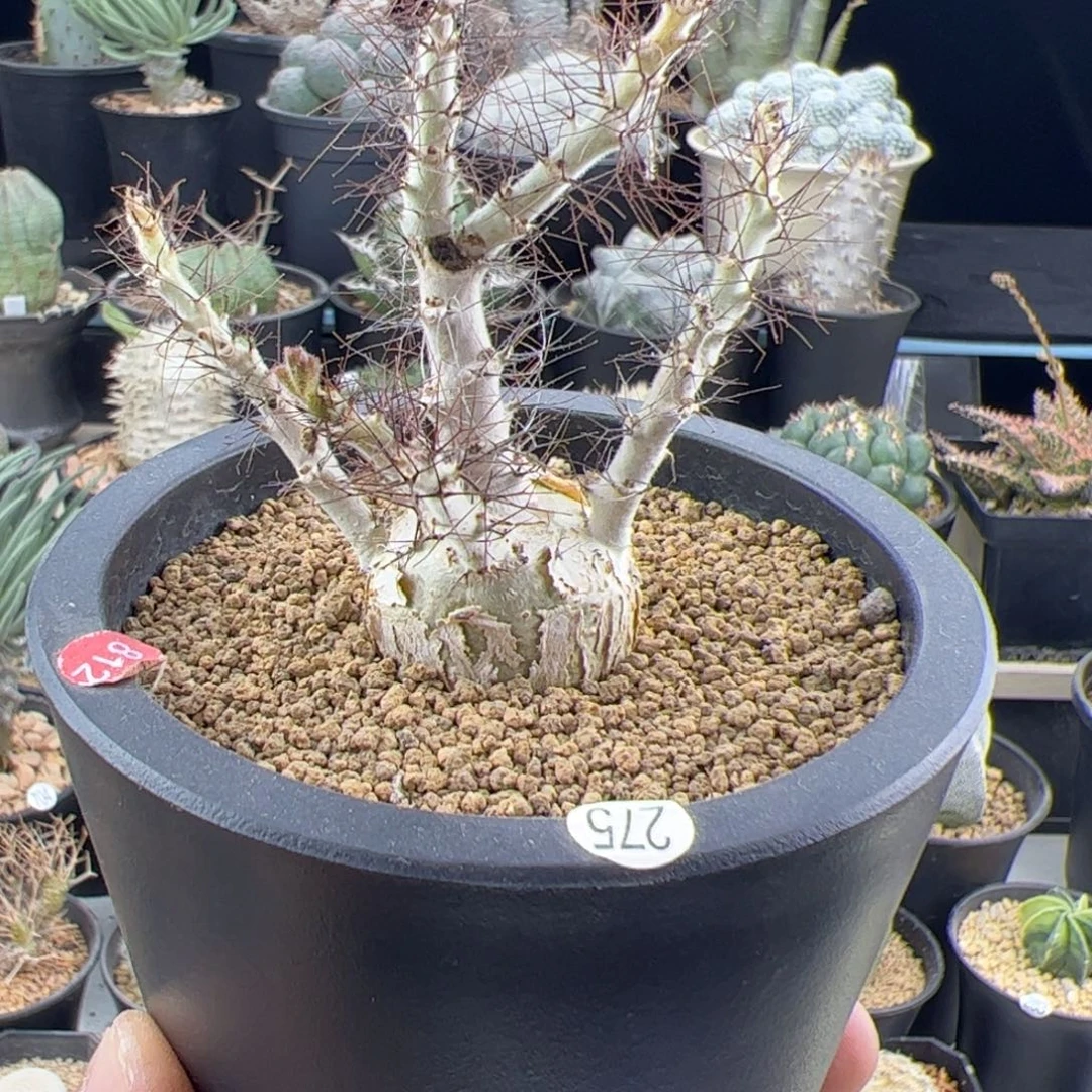 索马里麻风树2.9一物一拍275