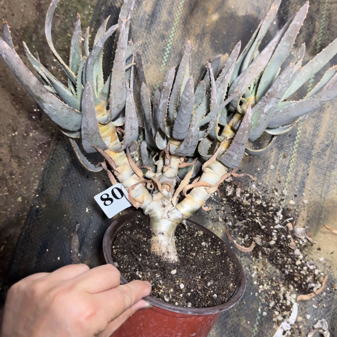 多枝芦荟一物一拍多肉植物