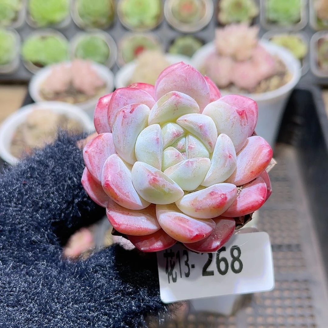 花利美13-268新品