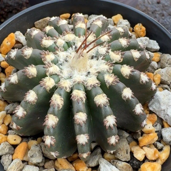 奇特球实生仙人球