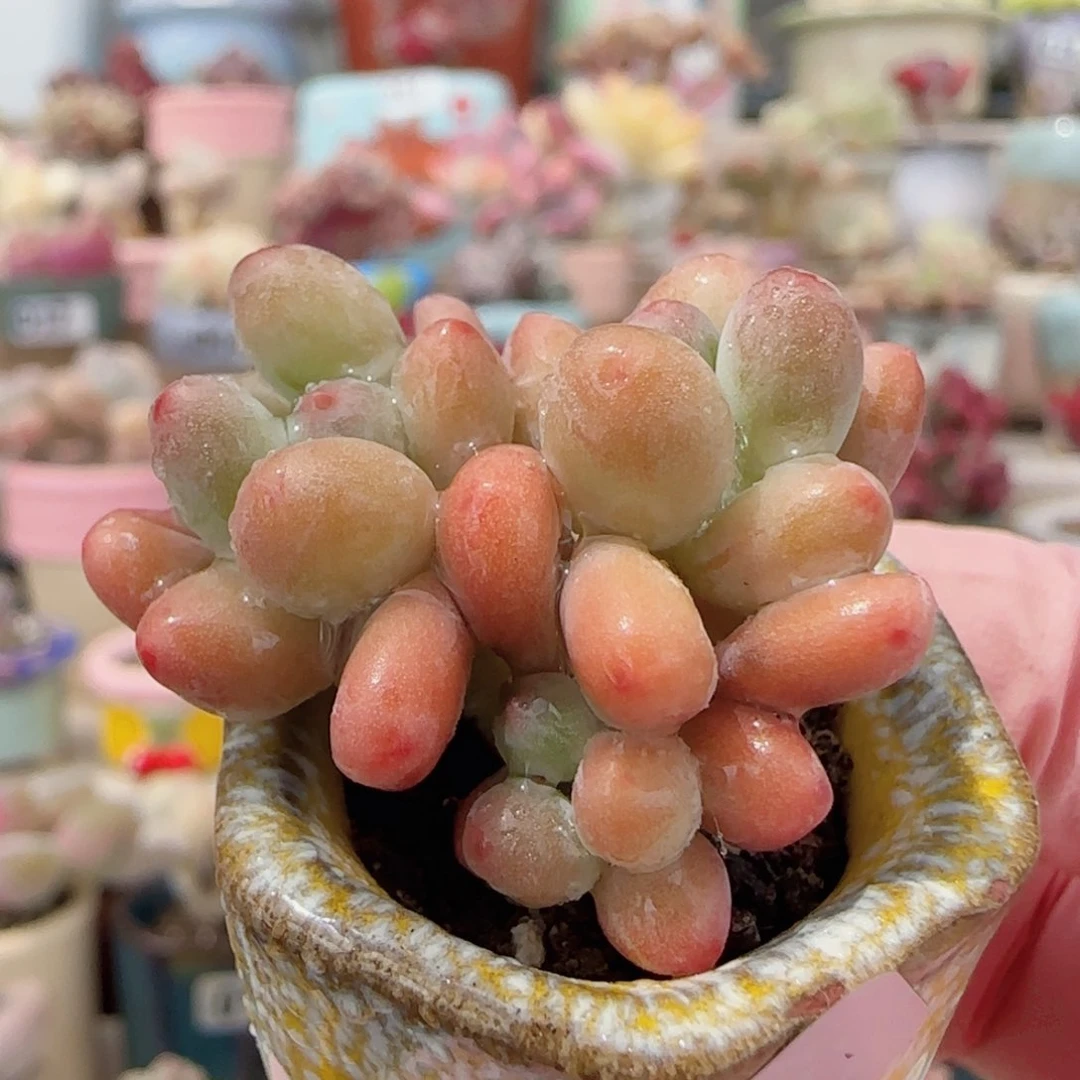 小樱花奶 盆口2.5cm