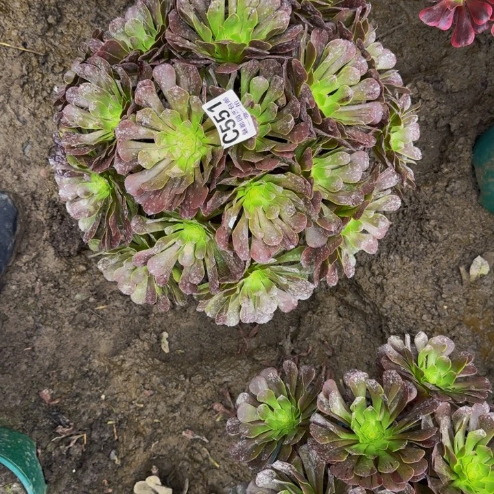 梅花花25-38包邮花花
