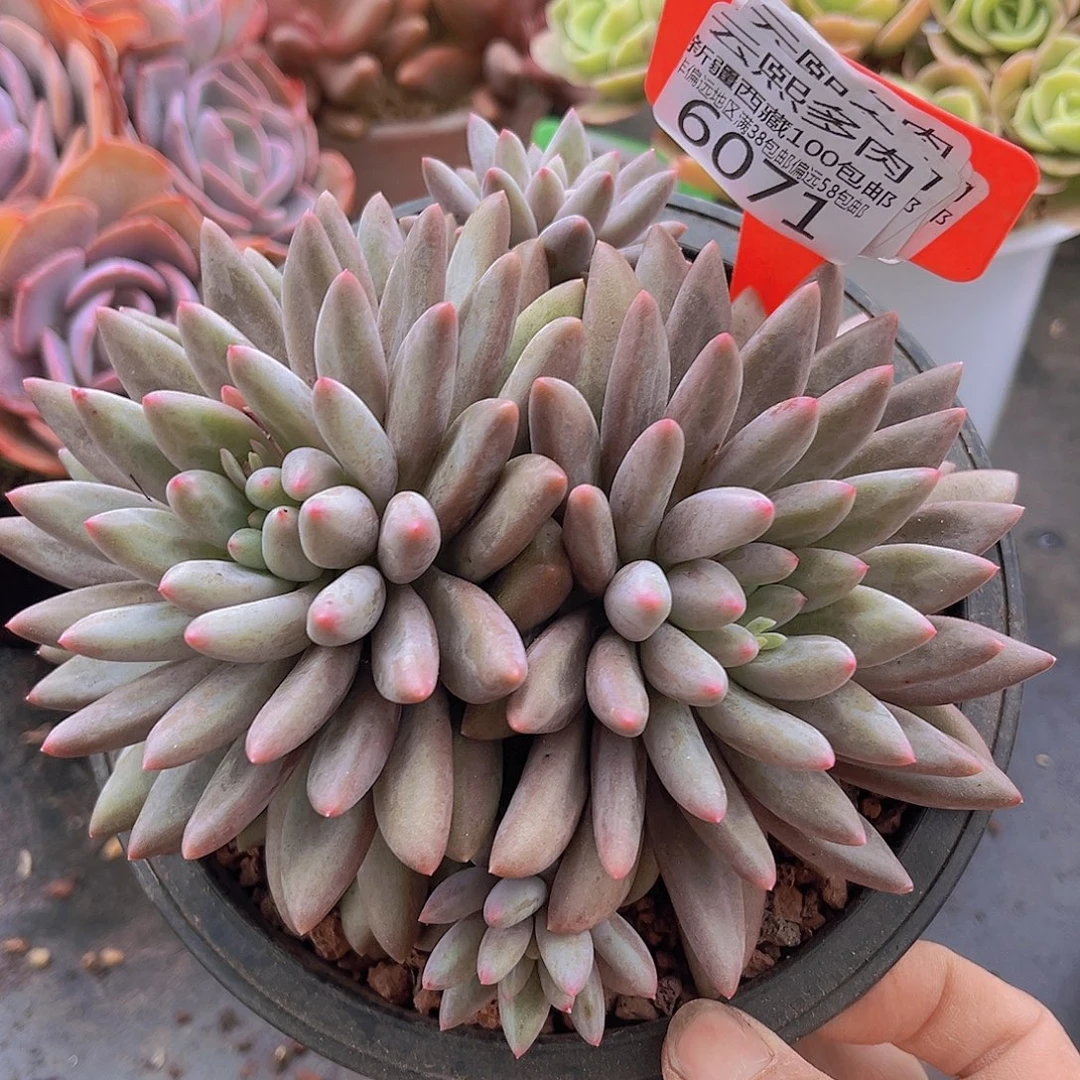 6071红蜻蜓多肉植物