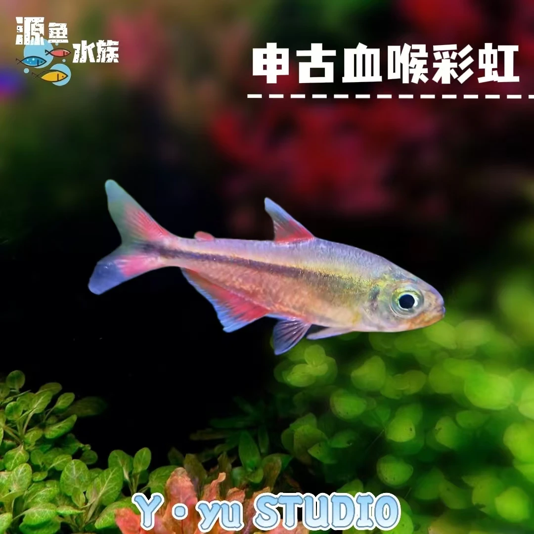 申古血喉彩虹/热带鱼/观赏鱼/南美灯鱼/草缸/南美缸/不分公母