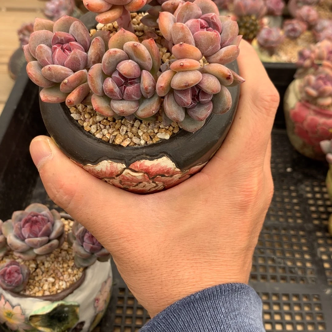 瓜***儿瓜宝儿突尼斯发货多肉
