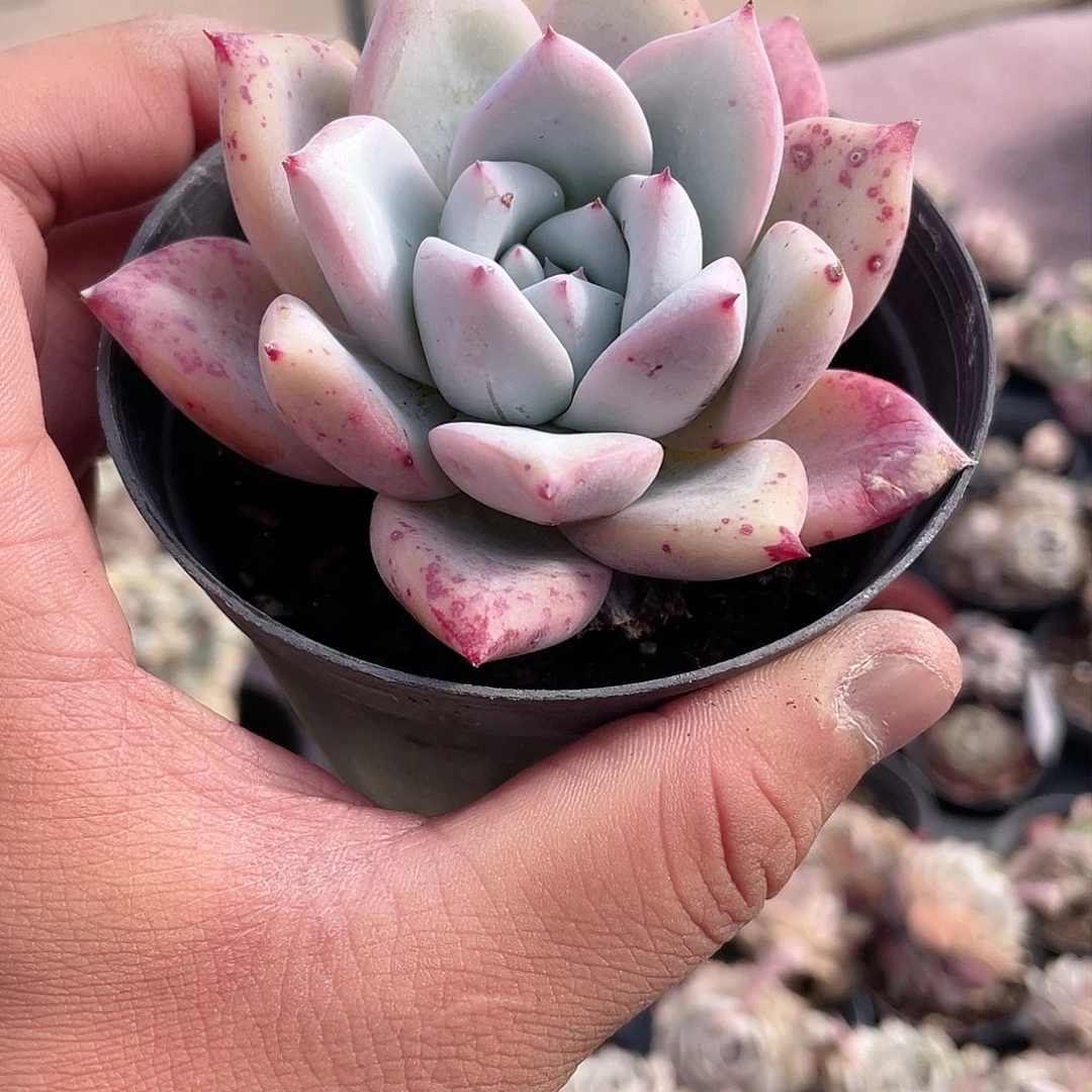 0337  北极熊  六月六