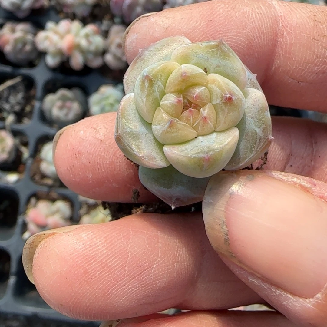 小卡拉米糖心一物一拍