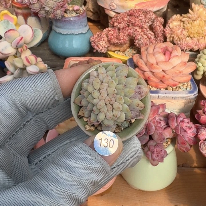 130 多肉含盆土 30元包邮 除偏远