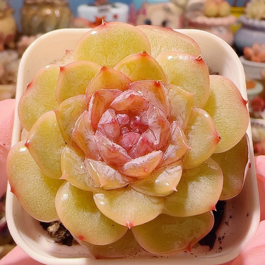 T糖芯粉钻盆口5cm