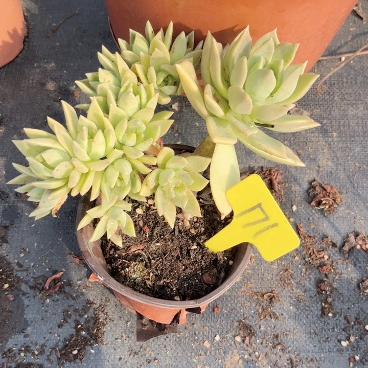 晨语多肉一物一拍171