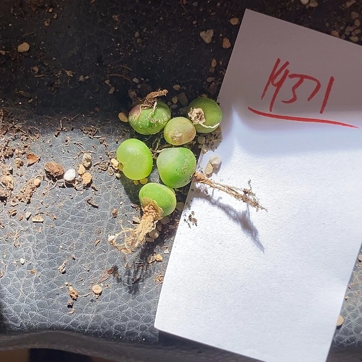 英***雄19371。  一组。