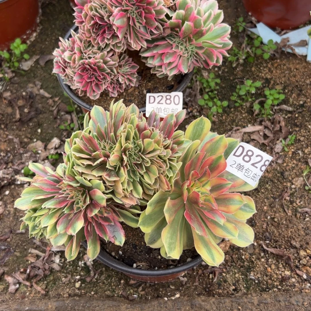 828-280多肉  2颗不包断头