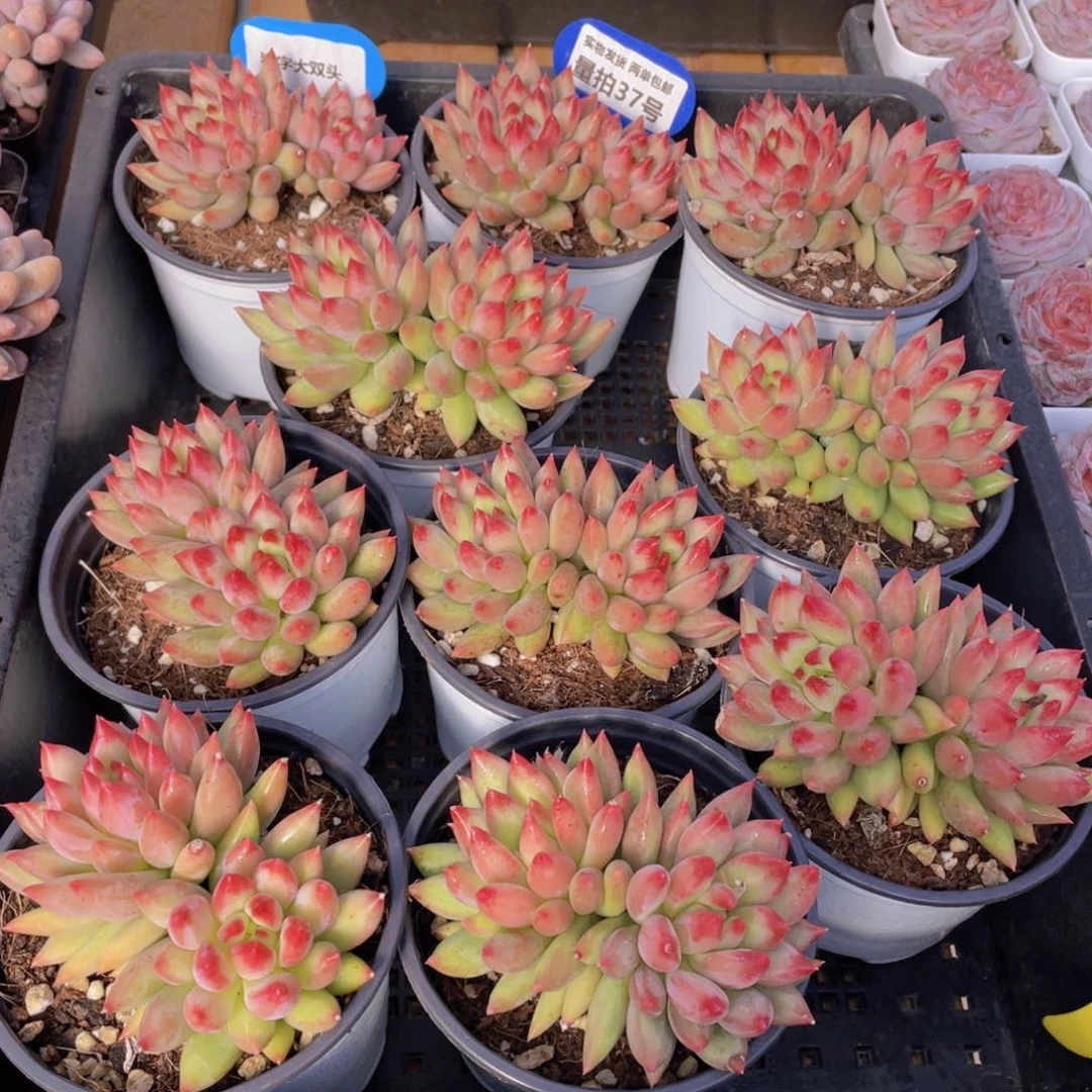 量拍37号 岩字大双头一个