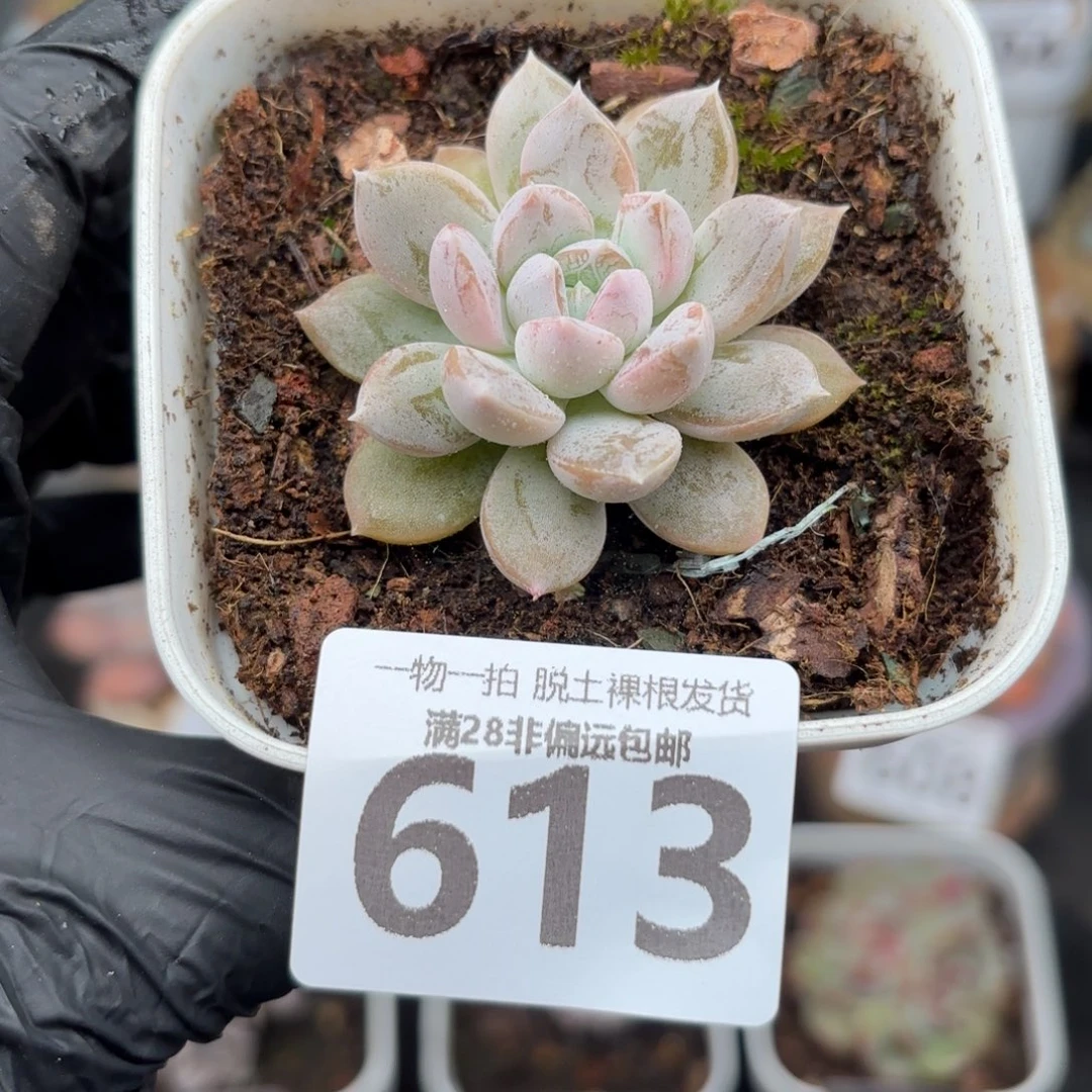 麦克白单头无盆土发货