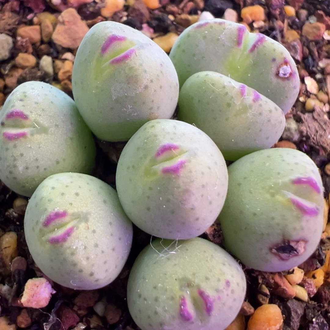 小可爱  肉锥植物