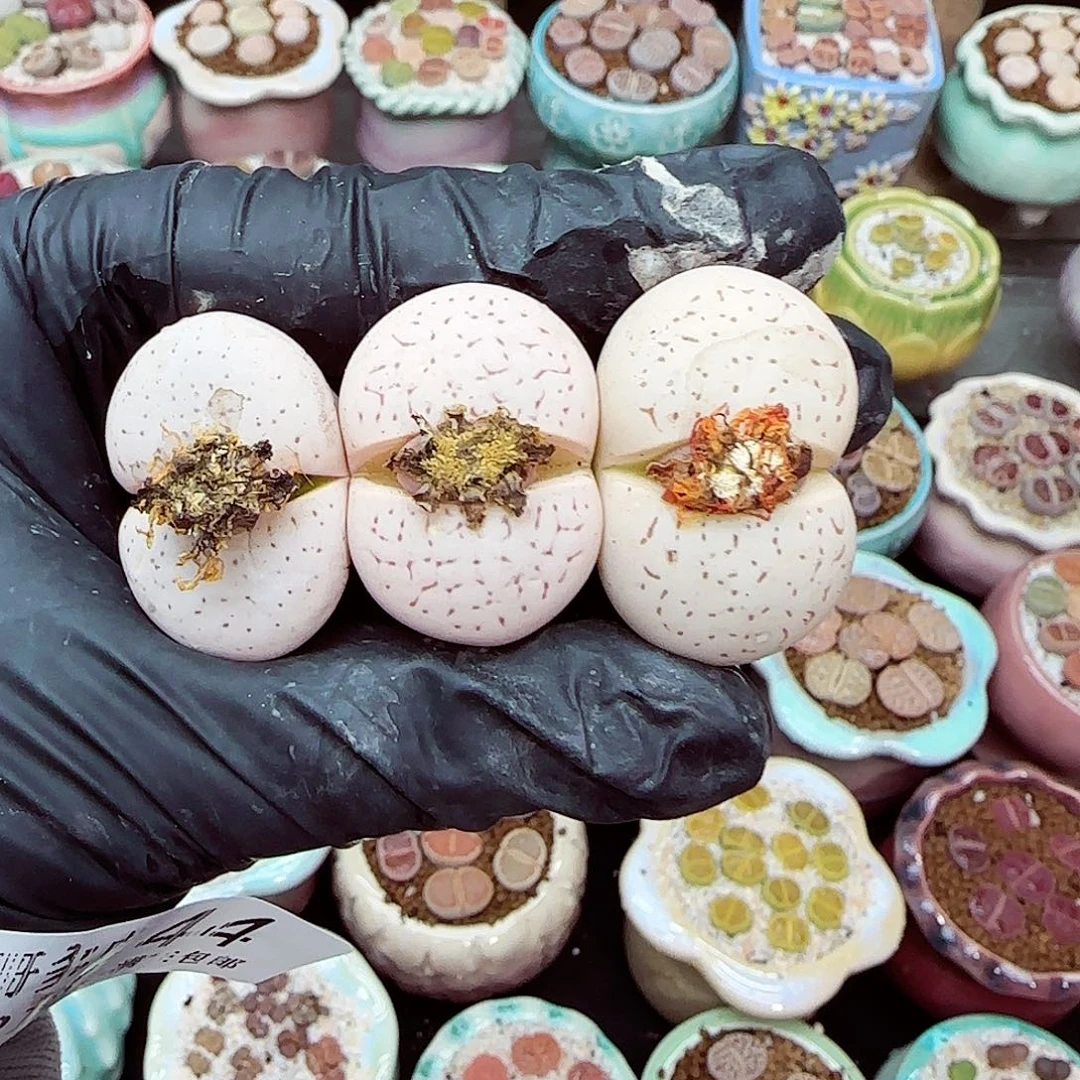 生石花满18包邮1213-44