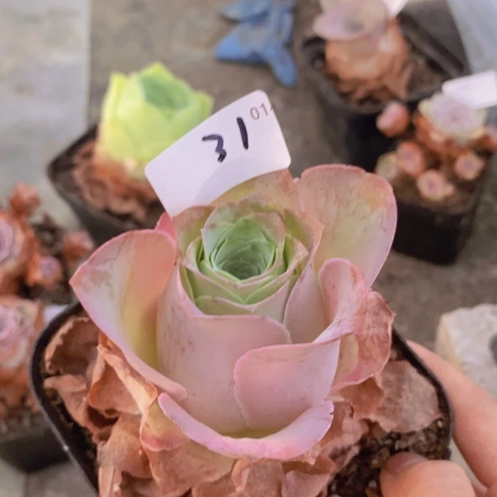 山地玫瑰粉色1颗3101