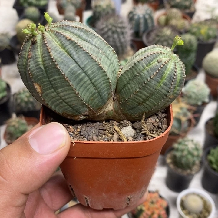 欧布双头特价福利