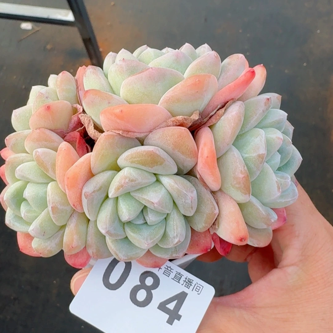 冰玉群生整装无砍