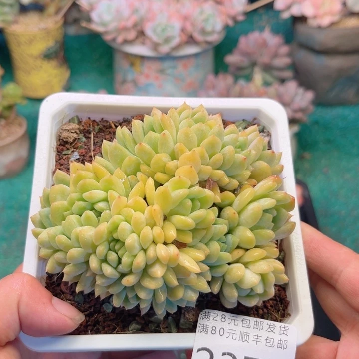 大2370；vxvcvvvbb