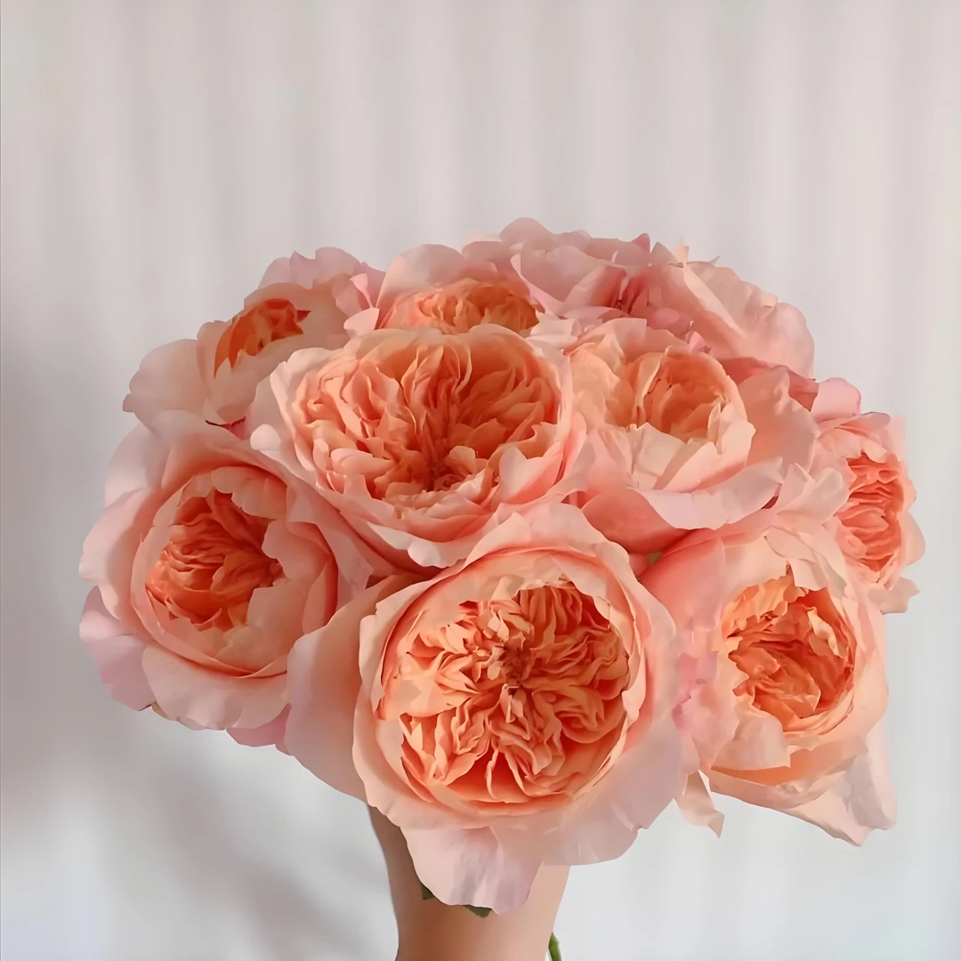 维多利亚的秘密肯尼亚新品玫瑰大花灌木月季花苗阳台盆栽花卉植物